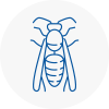 Butshey Wasp Nest Removal
